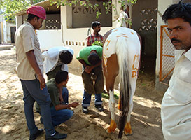 Bangalore-1-2-décembre-2012
