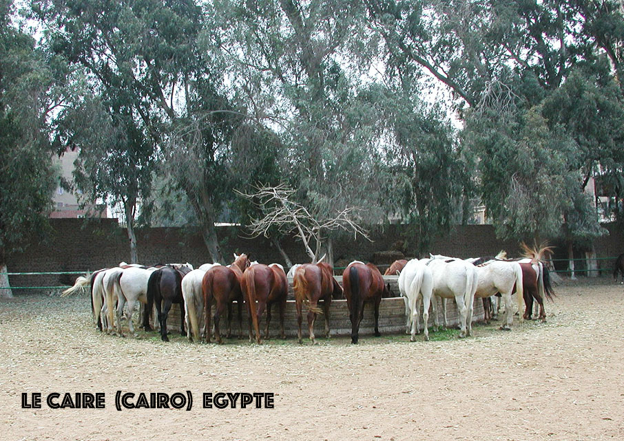 Chevaux 1