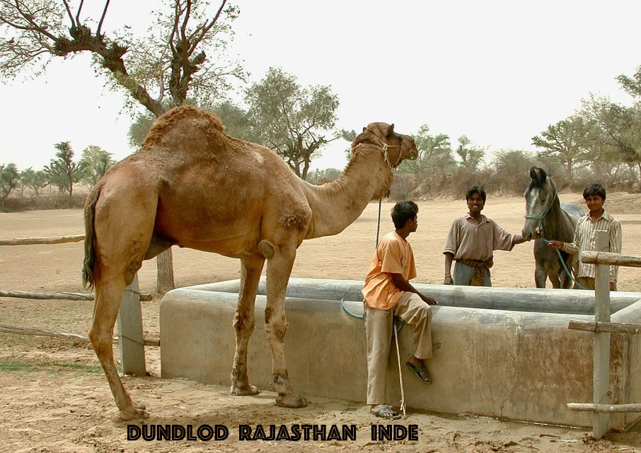 Dundlod Camel 1